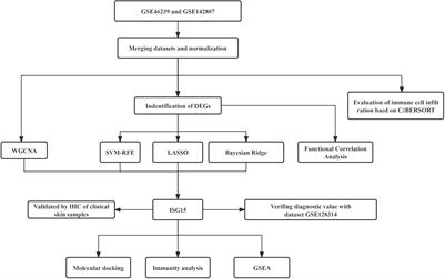 Identification and validation of interferon-stimulated gene 15 as a biomarker for dermatomyositis by integrated bioinformatics analysis and machine learning